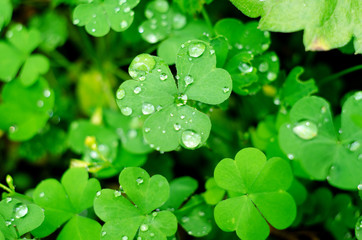 Natural background with Shamrock clover under dew drops. Shamrock symbol of luck.