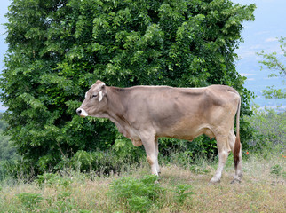 cow in a field