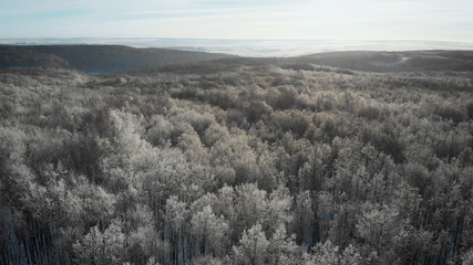 Aerial Flyover Shot of Winter Spruce and Pine Forest. Trees Covered with Snow, Rising Setting Sun Touches Tree Tops on a Beautiful Sunny Day.