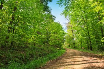 Forest road going through the trees on a sunny summer day.