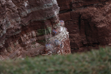 Rote Felsen von der Insel Helgoland mit lehren Vogelnestern aus Plastik