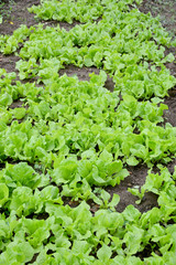  lettuce in the garden