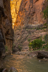 The spectacular and stunning Virgin River weaves through the Narrows, Zion National Park, USA