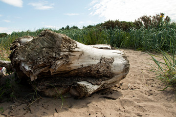A large piece of driftwood on the beach