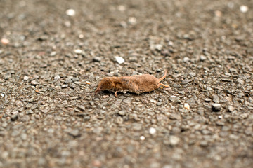 A squashed vole