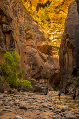The spectacular and stunning Virgin River weaves through the Narrows, Zion National Park, USA