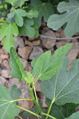 fig tree in front of wall