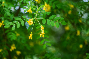 A branch of yellow acacia blooms close-up. The concept of spring summer bloom. Bright background image. Beautiful bokeh, blur around the edges. Copy space.