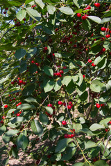 Cherry on a tree with leaves.