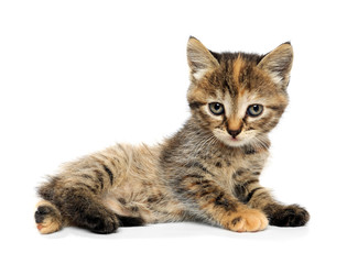 Cute funny kitten on white background