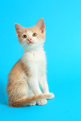 Obraz premium Cute funny kitten on color background
