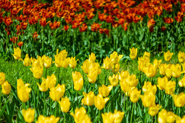 Yellow and red tulips on the flowerbed. The concept of spring summer flowering, tulip festival. Bright background image. Beautiful bokeh, blur around the edges.