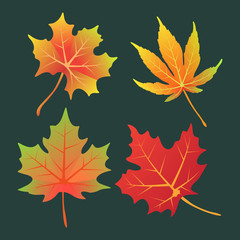Isolated maple leave.Maple leaves in autumn. Vector EPS 10.