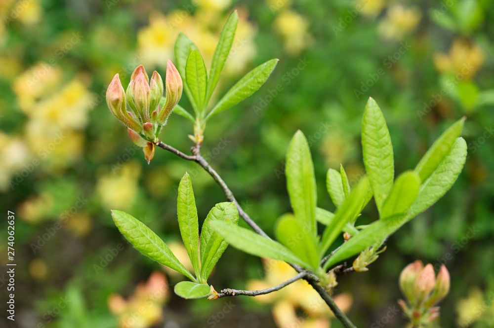 Sticker yellow rhododendron flower and green leaves in nature.