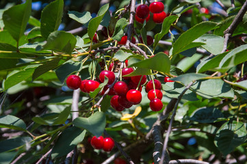 Obraz premium Cherry on a tree with leaves.