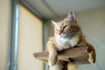 purebred norwegian forest cat lies © kochabamba