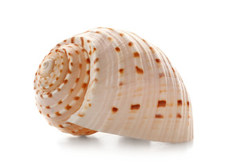 Beautiful sea shell on white background