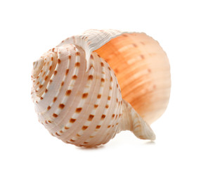 Beautiful sea shell on white background