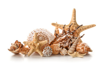 Obraz premium Beautiful sea shells on white background