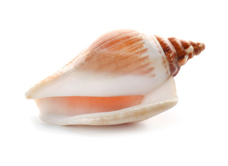 Beautiful sea shell on white background