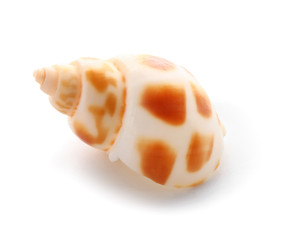 Beautiful sea shell on white background