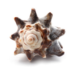Beautiful sea shell on white background