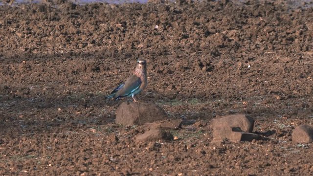 indian roller bird at a waterhole in tadoba andhari tiger reserve in india
