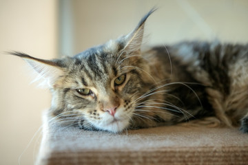 closeup portrait of maine coon cat