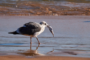 Gull caught the fish by the sea