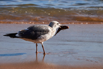 Gull caught the fish by the sea