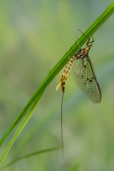 Eintagsfliege