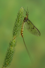 Eintagsfliege