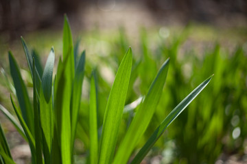 Plants in the forest. Green herbs. Natural background. The beauty of the forest. Sunlight on green grass.