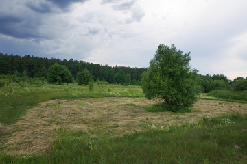 tree in a field