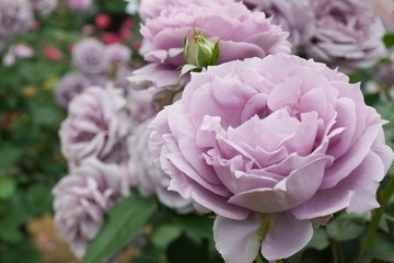 .......右下に上を向いたバラ　バックも沢山のバラのボカシ