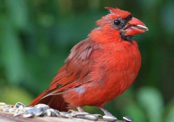 northern cardinal on branch
