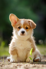 cute puppy Pembroke Welsh Corgi with one ear standing up outdoor in summer park 