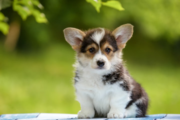 Welsh corgi puppy outdoor in summer