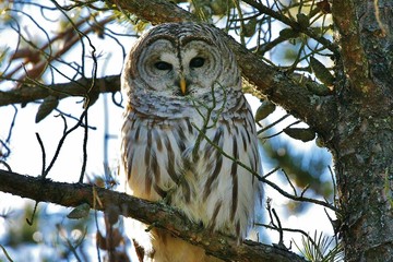 owl on branch