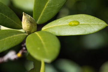 Großes grünes Blatt mit großem einzelnem Tropfen