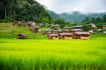 Fototapeta premium Rice field terraces at Mae Klang Luang, Homestay Chiangmai, Thailand.