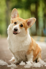 Welsh corgi dog sitting and posing outdoor in summer park