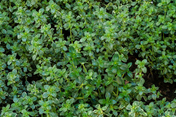 Silberrand-Zitronenthym