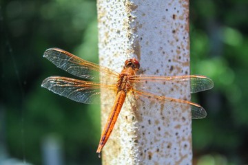 Golden Winged Skimmer Dragonfly Libellula auripennis perched beside Mattaponi River