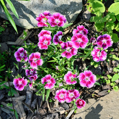 Pink flowers of ornamental carnation growing outdoors.
