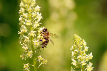 Biene sammelt Nektar