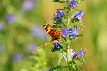 Nahaufnahme von einem  Schmetterling an einer Wildblume