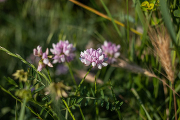 purple flower