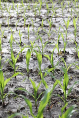 flooded crop fields are the results of a very rainy spring