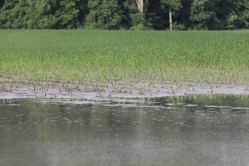 flooded crop fields are the results of a very rainy spring
